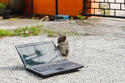 à¹à¸¡à¸§à¸™à¸±à¹ˆà¸‡à¸­à¸¢à¸¹à¹ˆà¸šà¸™à¹à¸¥à¹‡à¸›à¸—à¹‡à¸­à¸›à¸«à¸±à¸ Stock Photo